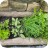 herbs
