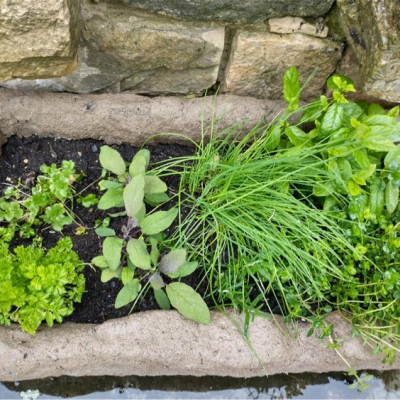 herbs