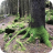 Roots