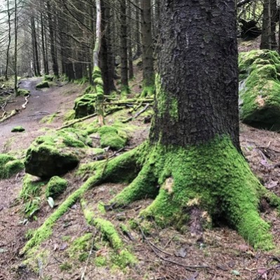 Roots
