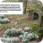 snowdrops in churchyard