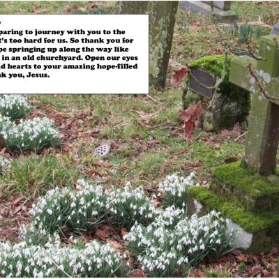 snowdrops in churchyard